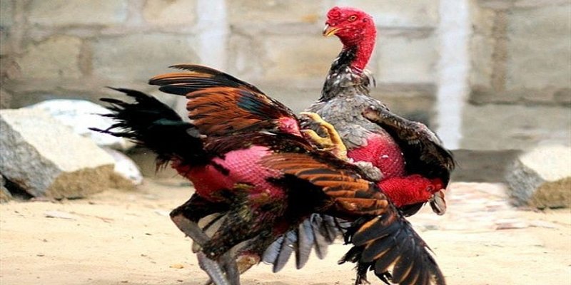 Các hạng đấu phổ biến áp dụng tại luật đá gà
