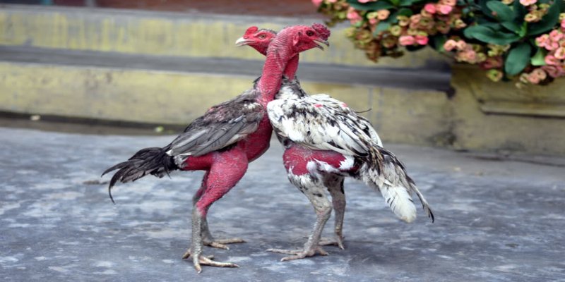 Thời gian quy định khi diễn ra trận đấu đá gà cựa tròn