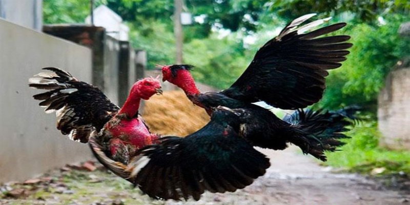 Các quy định về thắng thua trong chọi kê nòi