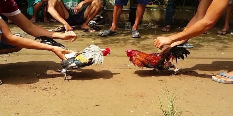 Đá chọi nòi quy định về chạng gà