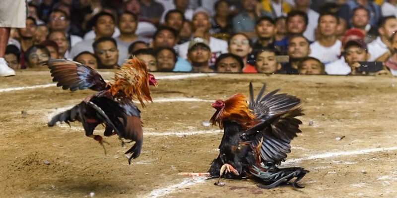 Tìm hiểu về đá gà nòi